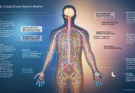 A Waking Study of Sleep and Rest The Circadian Cycle and Its Influence on Our Health